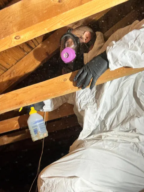 Technician in a full-face respirator inspecting attic framing