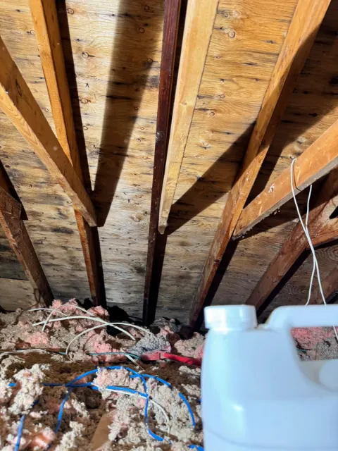 Dark mold staining on attic roof sheathing and rafters