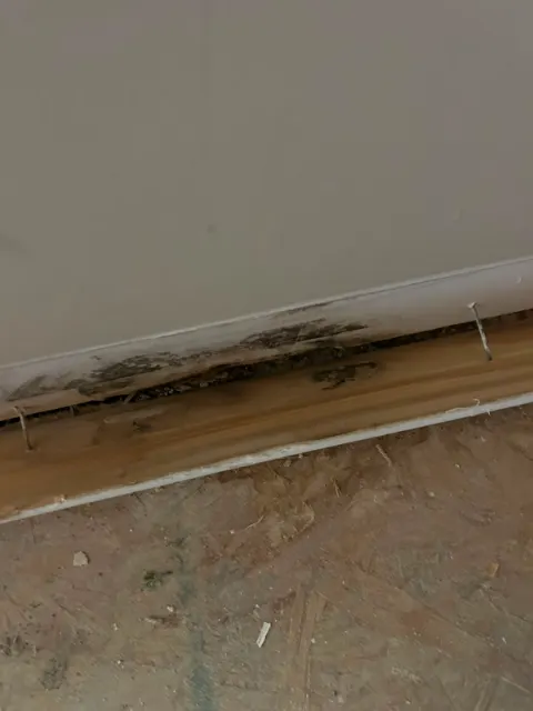 Black mold on the back of a removed baseboard and the bottom of the wall