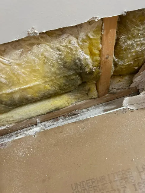 Close-up of mold growth on wet fibreglass insulation behind removed drywall