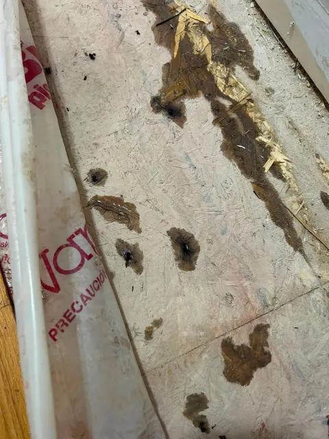 Water-stained OSB subfloor under lifted hardwood, with the vapour barrier pulled back